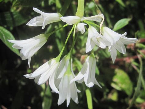 plant with white drooping flowers.